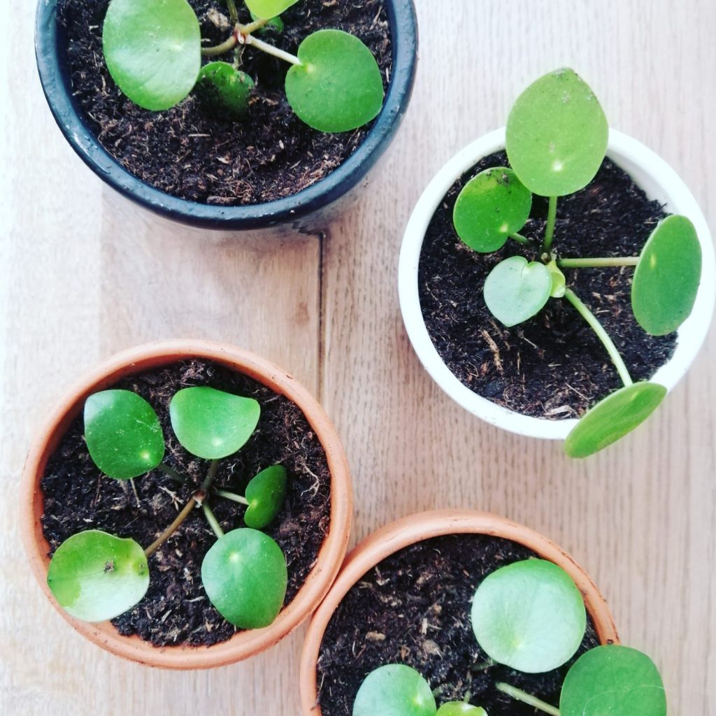 kleine pannenkoekenplanten