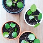 5 tips pannenkoekenplant